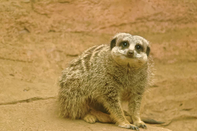 Meerkat (4)