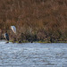 Great white egrets and a heron
