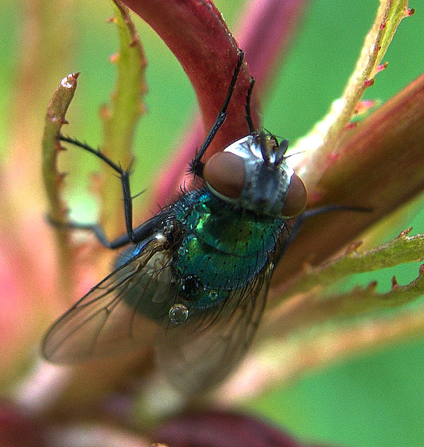 Greenbottle