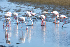 Namibia, Eleven Flamingos in the Shallow Waters of Walvis Bay