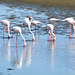Namibia, Eleven Flamingos in the Shallow Waters of Walvis Bay
