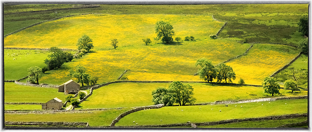 Buttercup Fields