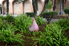Mexico, San Cristobal de las Casas, Alone Chick in the Garden of Merced