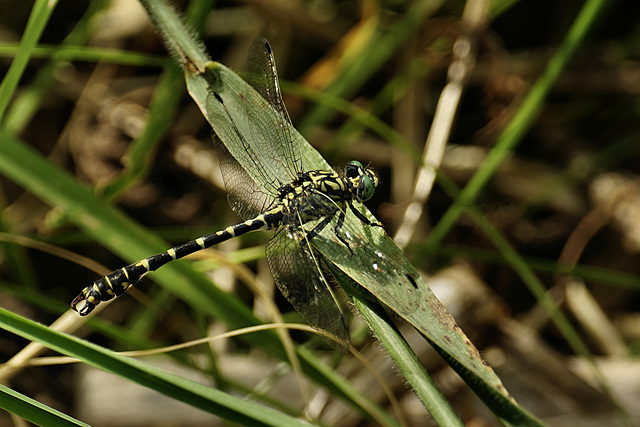 Onychogomphus forcipatus