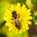 20230628 1476CPw [D~LIP] Kleinköpfiger Pippau (Crepis capillaris), Wildbiene, Bad Salzuflen