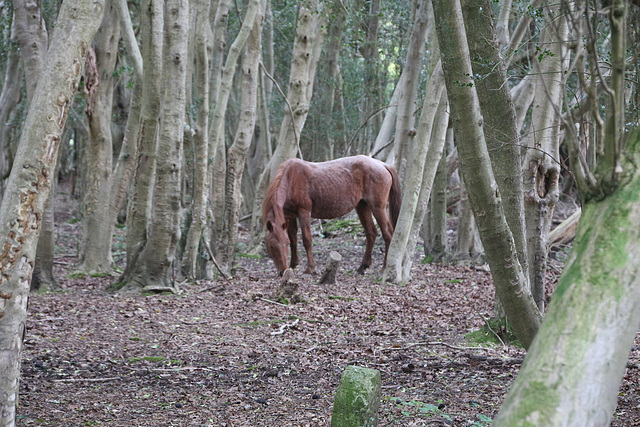 A walk from Minstead to Brook and back, New Forest