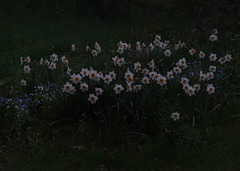 daffodils