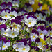 pansies