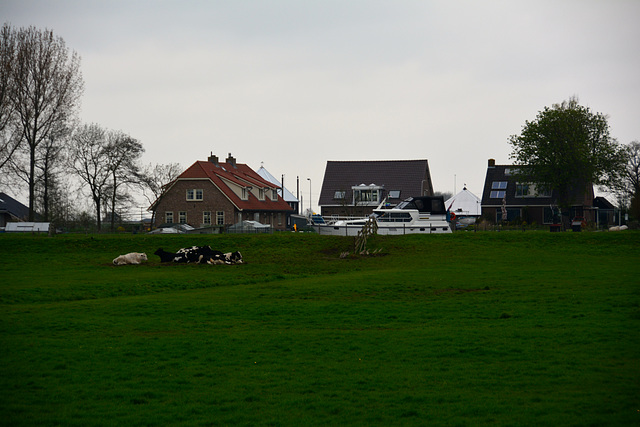 Cows unimpressed by passing ship