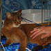 Dushara Frank My Way on show before leaving for down under.