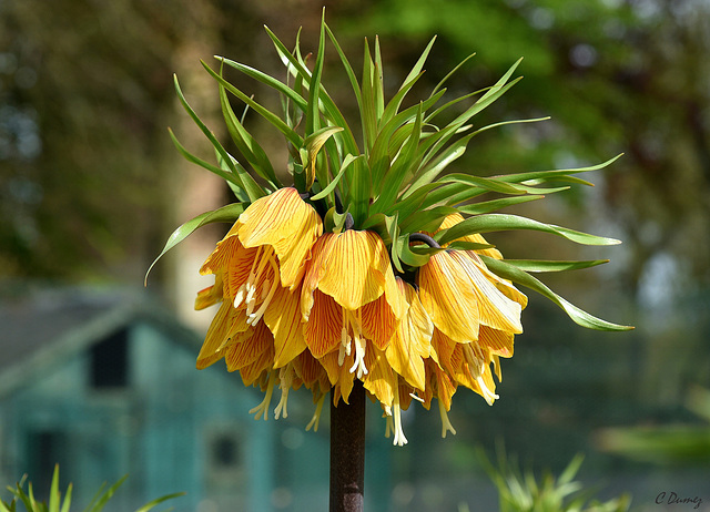 Fritillaria rubra