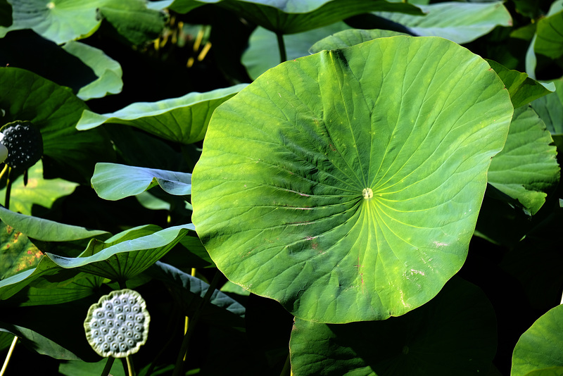 MOUGINS: Etang de Fontmerle. 04