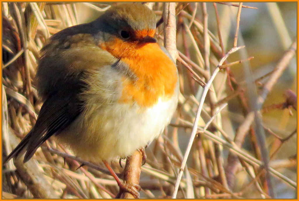 Rouge Gorge