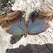 DSC06260 - borboleta-coruja Caligo brasiliensis brasiliensis, Brassolinae Nymphalidae Lepidoptera