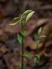 Triphora trianthophoros (Three-birds orchid) in bud