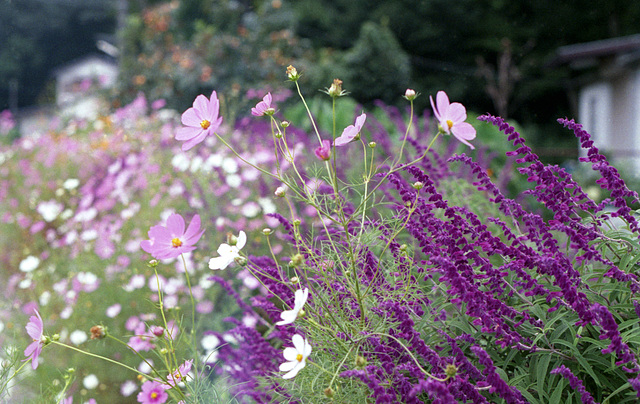 Cosmos and sage