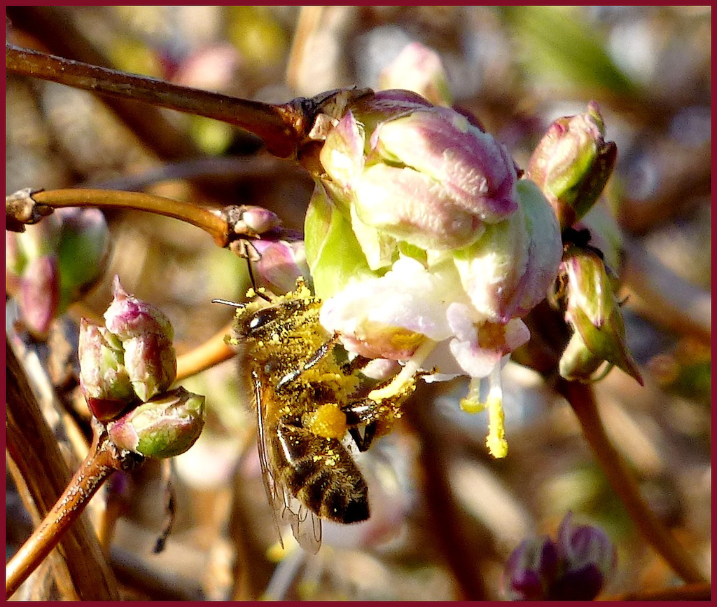 Un vrai bain de pollen... le saviez-vous,