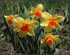 Narcisses hybrides