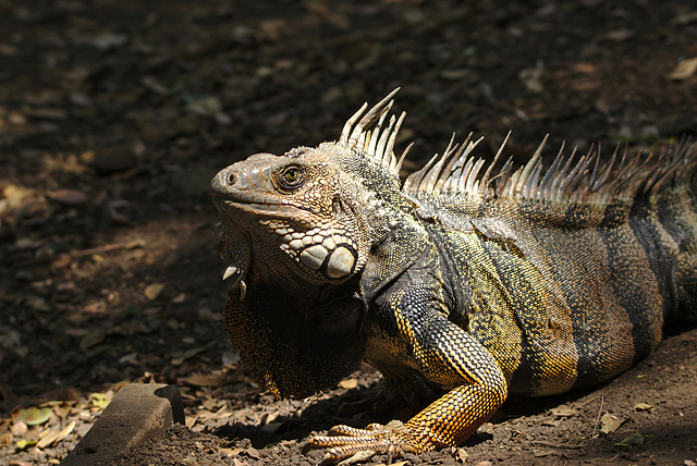 Iguana EF7A7104