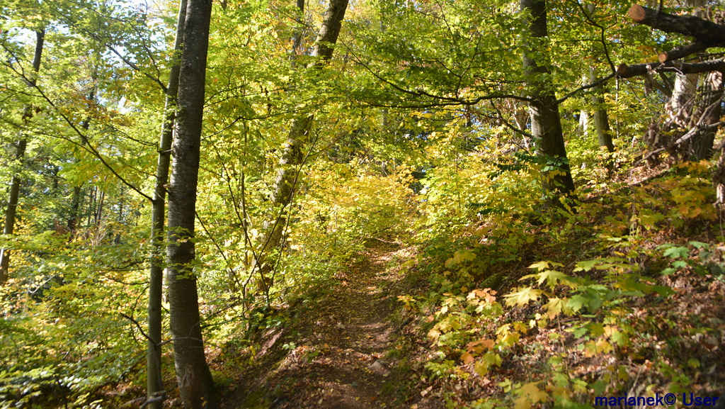 In der Wald