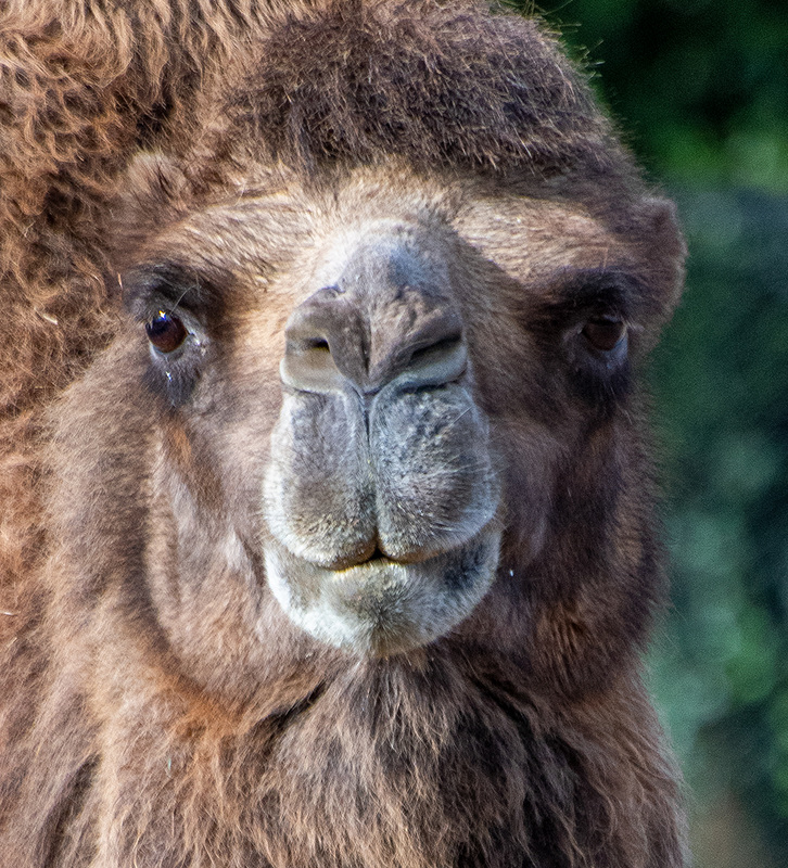 Camel