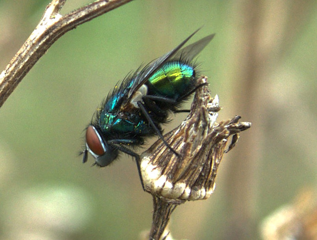 Greenbottle