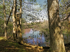 Spring at the creek.