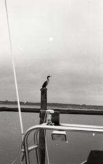 Cormorant