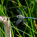 Migrant Hawker-DSZ7009