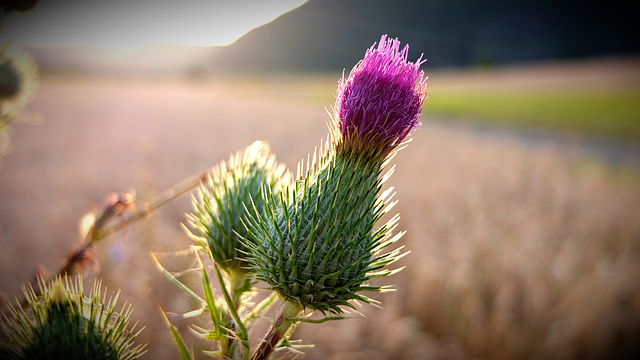 Distel