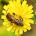 20230628 1477CPw [D~LIP] Kleinköpfiger Pippau (Crepis capillaris), Wildbiene, Bad Salzuflen