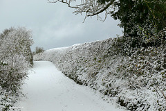 Snow dusted hedgerow, Moor Lane