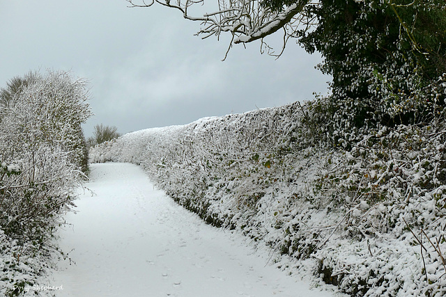 Snow dusted hedgerow, Moor Lane