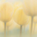Spring Texture