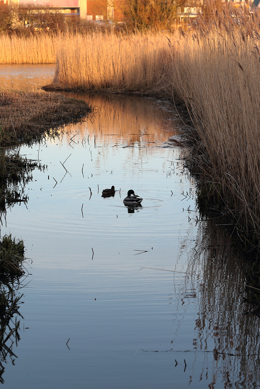 IMG 2164 RSPB Radipole dpp