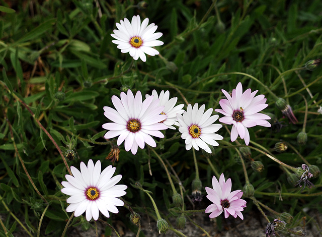 Daisies