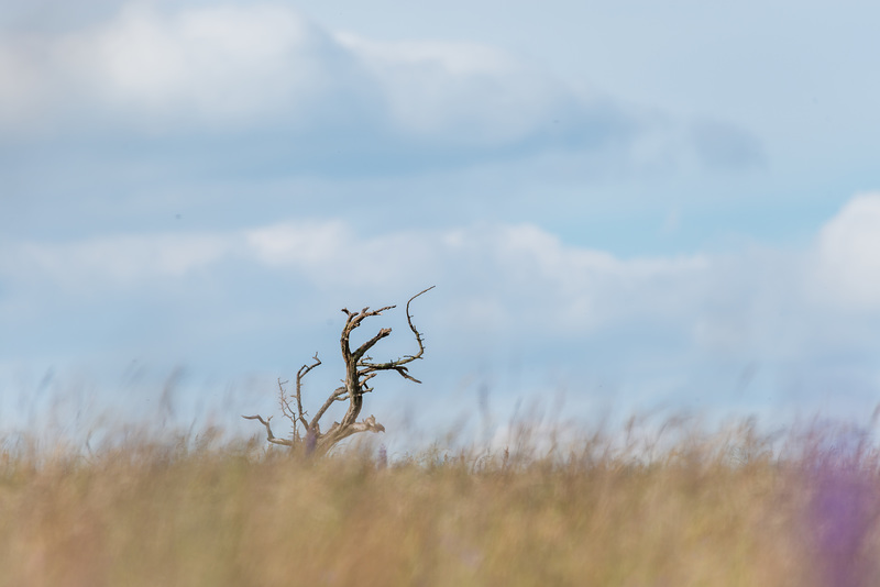 Baum - 20150628