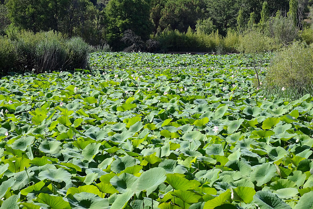 MOUGINS: Etang de Fontmerle. 03