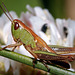 2010 Cricket - Re-processed