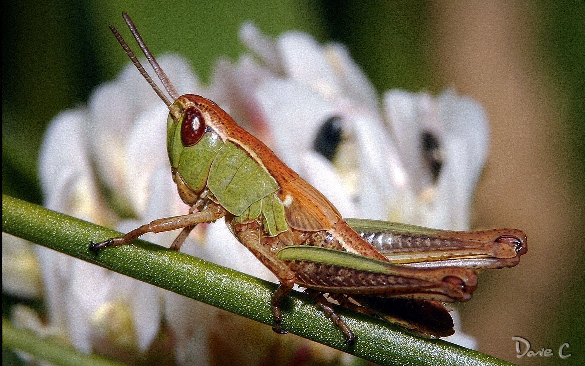 2010 Cricket - Re-processed