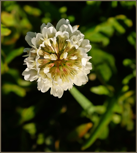 White clover