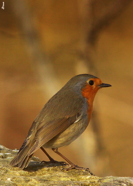 Rouge Gorge