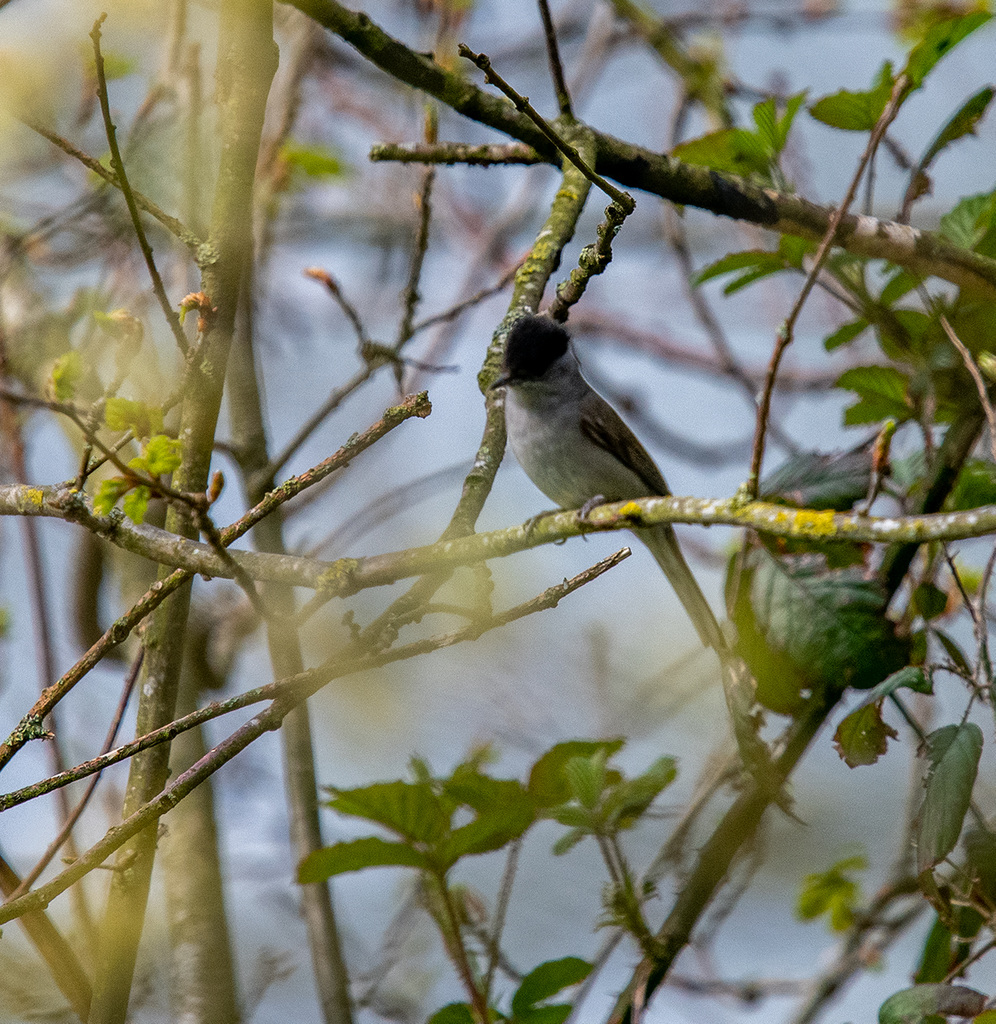 Black cap