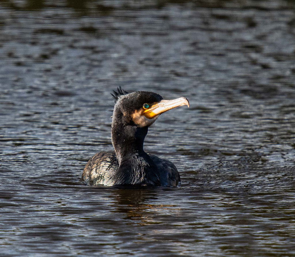 Cormorant
