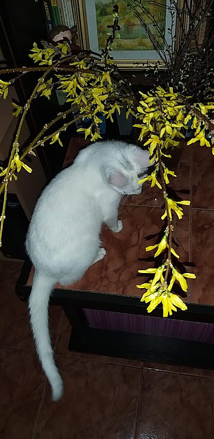 Mimi and forsythia - her first Spring experience!