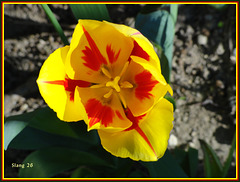 Tulipe de mon jardin, Tulip of my garden