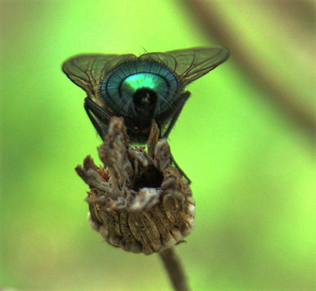 Greenbottle Greenbottle