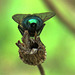 Greenbottle
