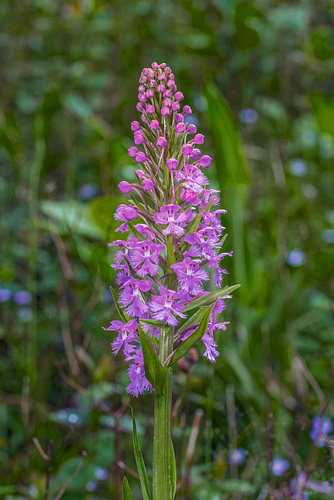 Platanthera psycodes (Small Purple Fringed orchid)
