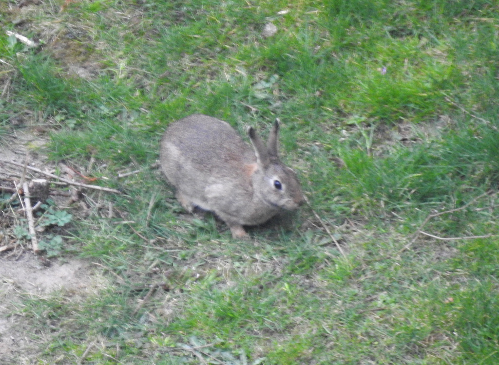 Pünktlich zu Ostern mit PiP!